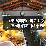 （纽约期市）黄金上涨，但是脱离盘中8个月来的高点，等待CPI数据（图3）